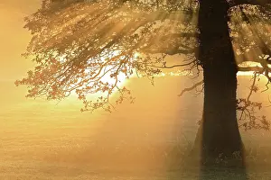 Wurttemberg: Oak (Quercus ) in morning fog, Irndorfer Hardt