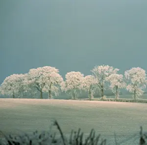 Destroy: Oak