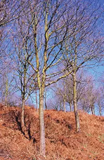 Pteridium: Oak