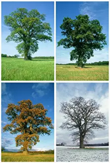 Progression: Oak