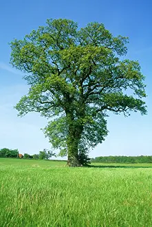 Progression: Oak