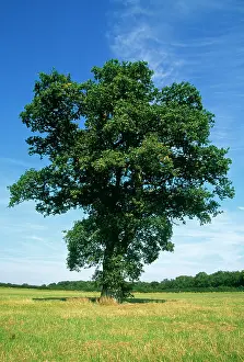 Progression: Oak