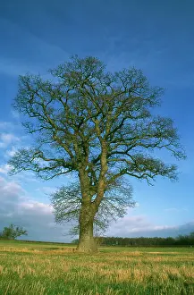 Progression: Oak
