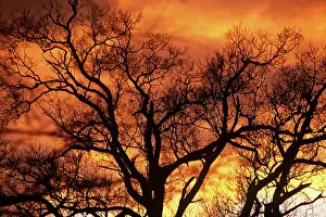 Fiery: Oak