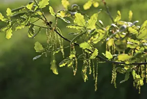 Catkins: Oak