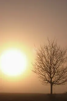 Destroy: Oak