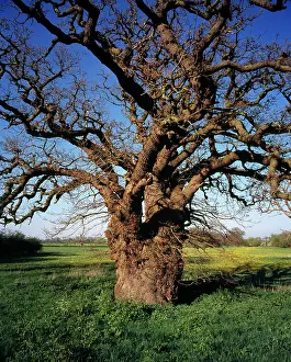 Gloucestershire: Oak