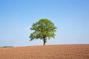 Ploughed: Oak