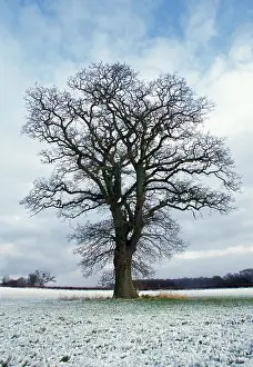 Robur: Oak