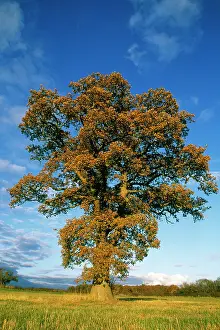 Robur: Oak