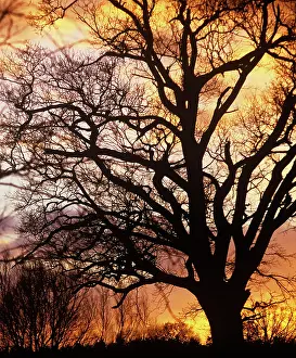 Robur: Oak