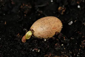 Robur: Acorn