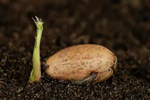 Robur: Acorn