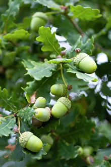 Acorn: Oak, Quercus robur, Acorns growing on the branches