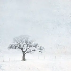 Unexplained: Oak