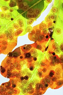 Neuroterus: Oak, Quercus robur, Spangle galls, Neuroterus quercusbaccaru