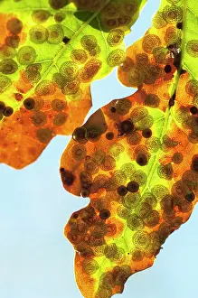 Neuroterus: Oak, Quercus robur, Spangle galls, Neuroterus quercusbaccaru