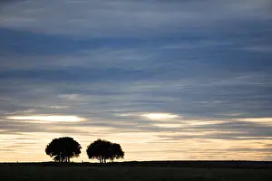 Extremadura: Oak (Quercus sp.) trees at sunset, Spain, Extre