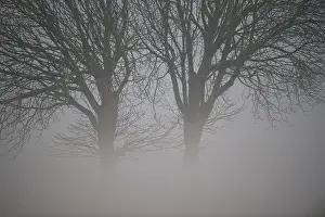 Twin: Oak