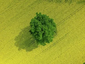 Lifestyle: Oak, rape field, Achern, Baden-Wurttemberg, Germany, Europe