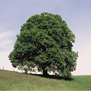 Karin Laub: OAK - SESSILE, CHESTNUT OAK