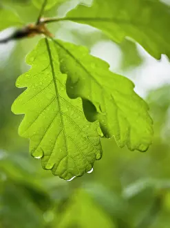 Petraea: Oak