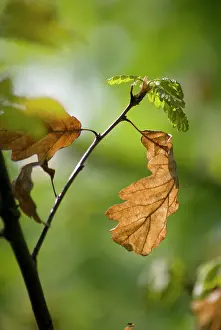 Petraea: Oak