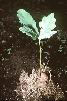 Acorn: OAK - sprouting acorn