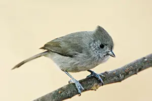 Titmouse: Oak Titmouse