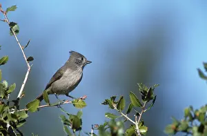 Titmouse: Oak Titmouse
