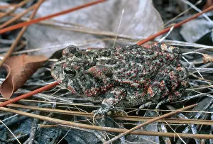 Anaxyrus: Oak Toad