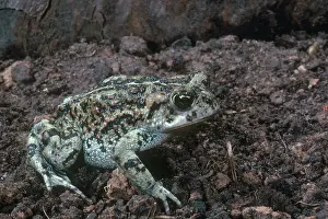 Anaxyrus: Oak Toad