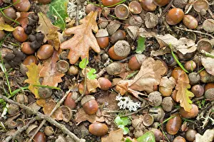 Acorns: Oak Tree