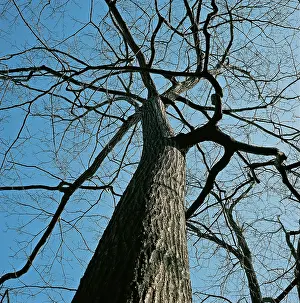 Leafless: Oak Tree