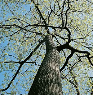 Budding: Oak Tree
