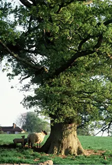 Oaks: OAK TREE