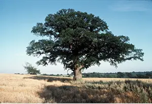 Oaks: OAK TREE