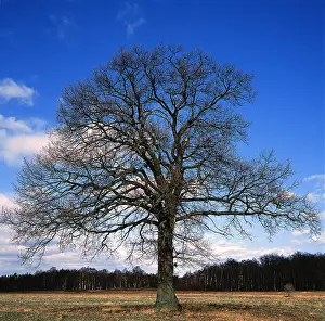 Karin Laub: OAK TREE