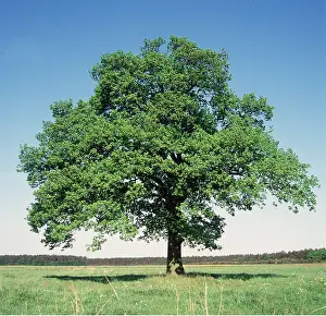 Karin Laub: OAK TREE
