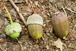 Acorns: Oak Tree acorns