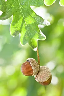 Acorns: Oak Tree acorns