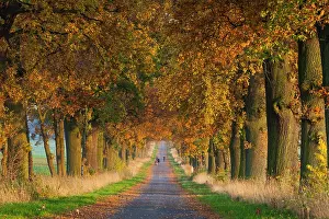 Robur: Oak Tree Allee, in autumn color and people walking