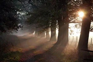 Allee: Oak Tree - allee in autumn mist and sunshine