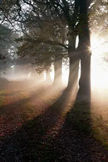Allee: Oak Tree - allee in autumn mist and sunshine