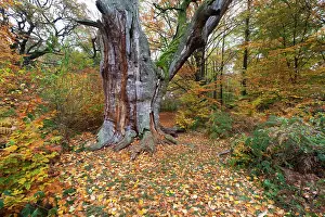 Leafs: Oak Tree - ancient stem and autumn colour