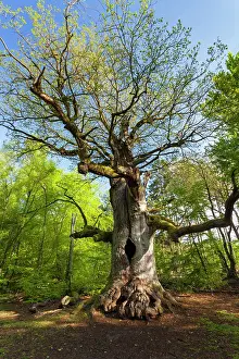 Bursting: Oak Tree - ancient tree bursting its leaves in spring