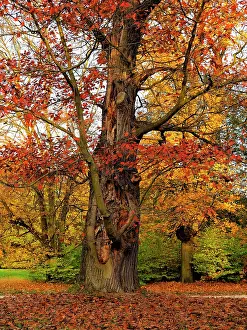 Spec: Oak Tree Autumn