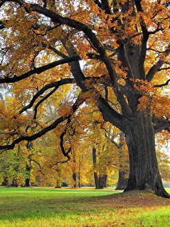 Spec: Oak Tree Autumn