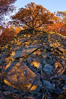 Robur: Oak Tree, in autumn color, growing on scree slope