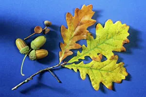 Acorns: Oak Tree - autumn leaves and acorns